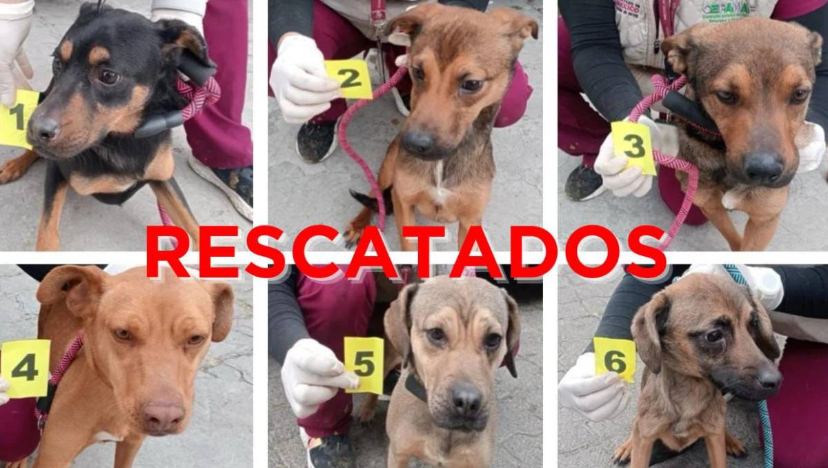 Seis perros fueron rescatados por autoridades del Edomex tras detectarse posibles actos de maltrato en el municipio de Ixtapaluca. Especial
