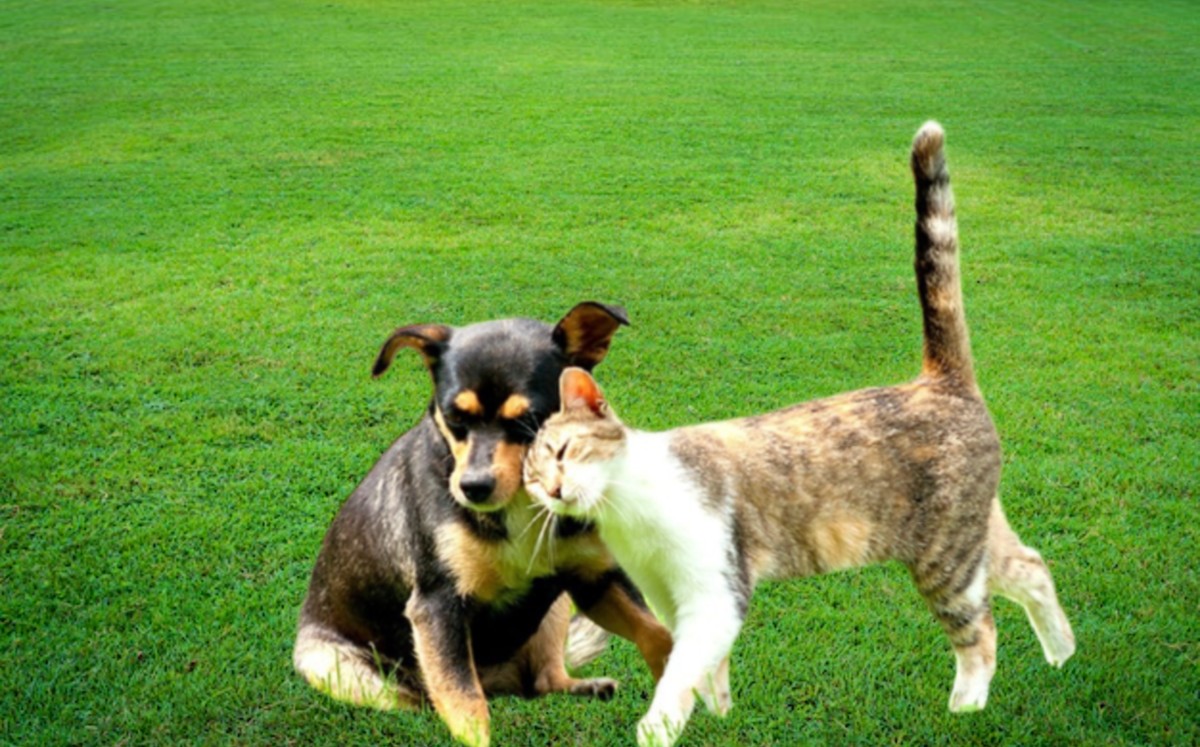 Se prevé que durante la jornada haya módulos de información y acompañamiento para resolver dudas