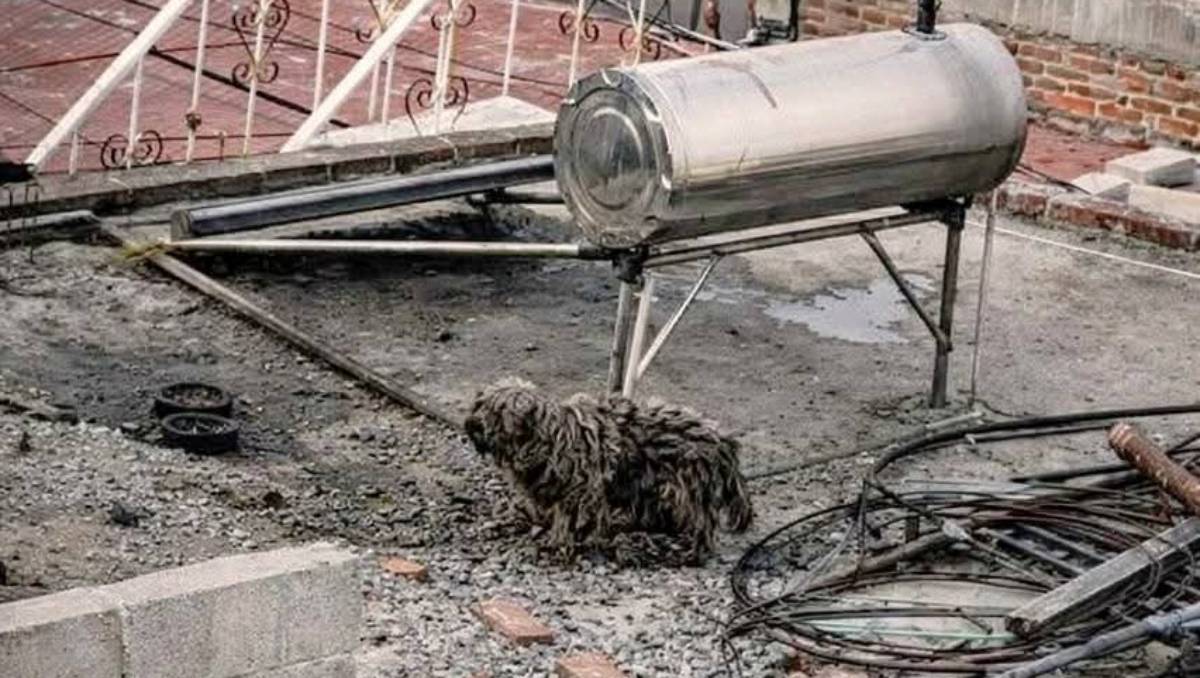 Exhiben maltrato animal en vivienda de Santa Ana Chiautempan, Tlaxcala | Especial