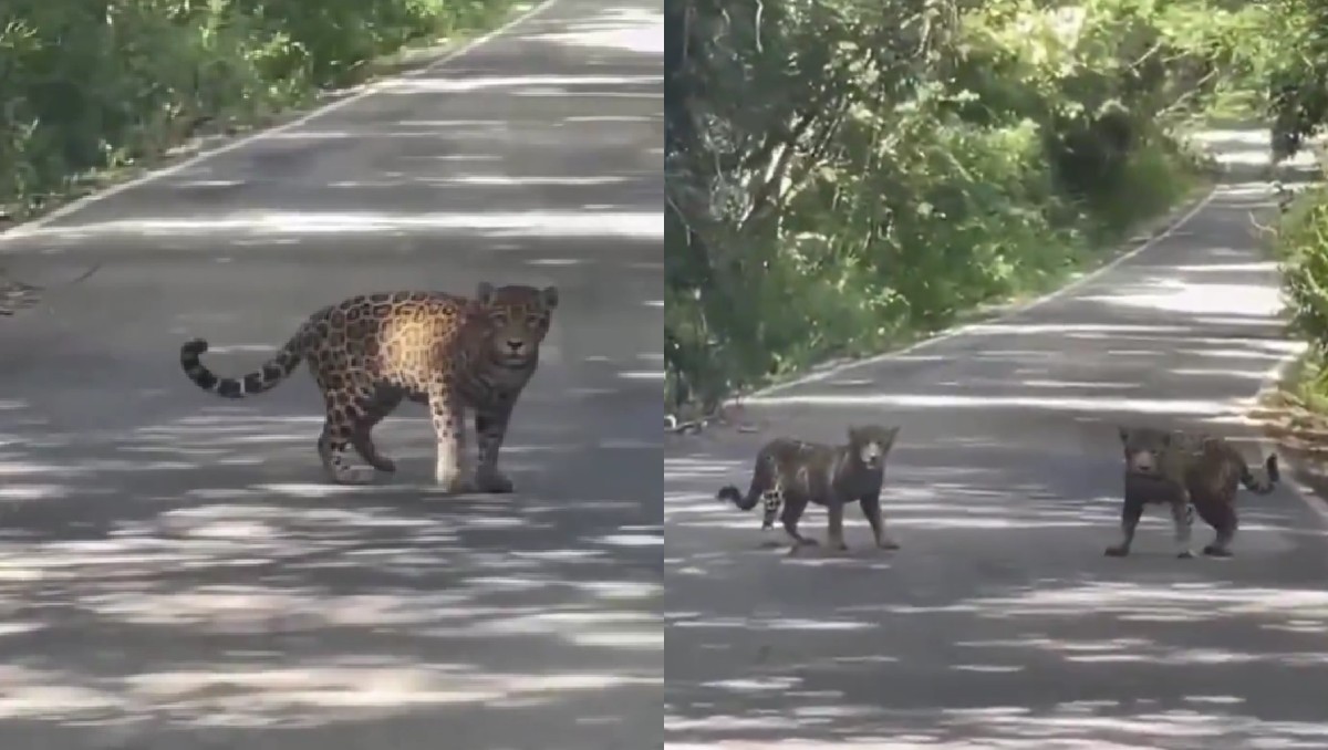 Los ejemplares de jaguar cruzaban la carretera. | Especial
