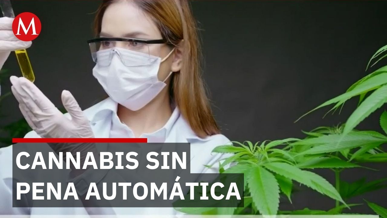 La Suprema Corte elimina castigo automático por portar cannabis en México