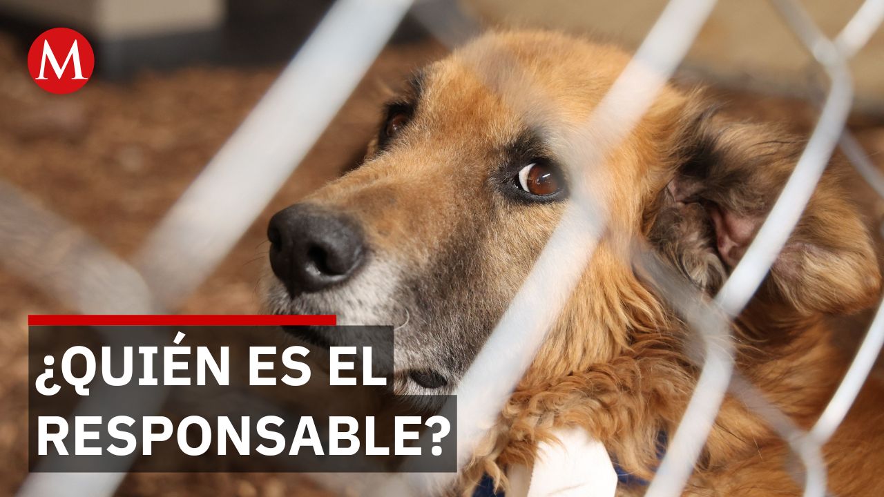 Crueldad animal en Chiapas: Denuncian muerte de 15 perros con comida envenenada en plena calle