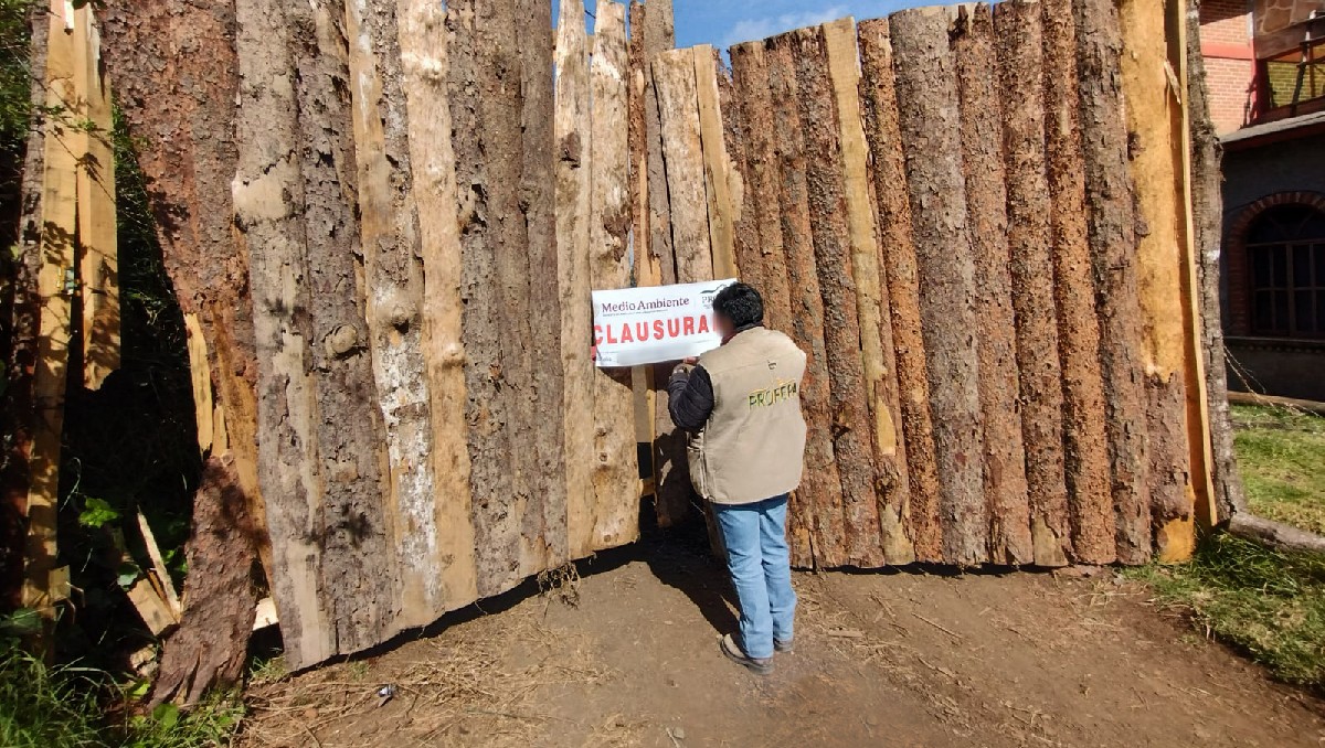 El objetivo de los operativos es combatir la tala ilegal. | Especial