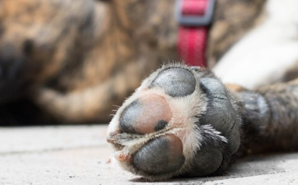 Envenenan con comida al menos a 15 perros en Chiapa de Corzo