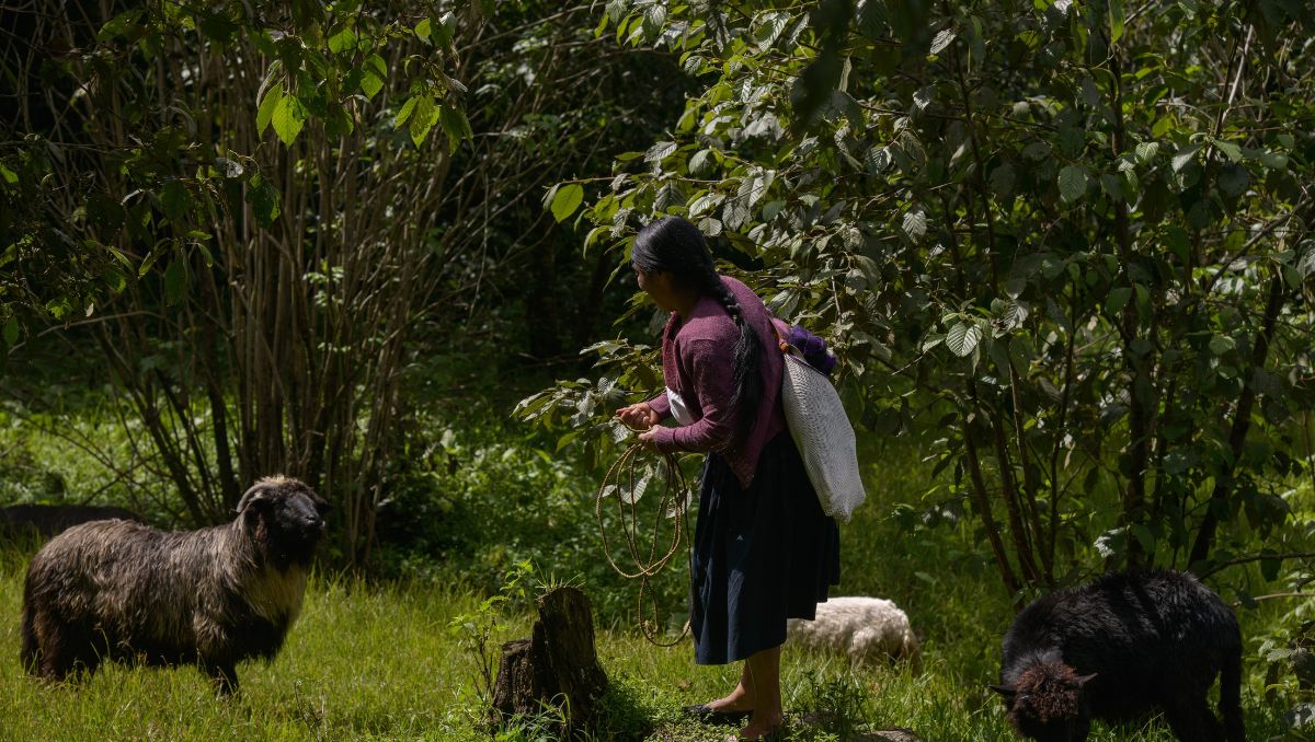 ¿Qué es el estrés térmico en animales y cómo les afectan las bajas temperaturas?
