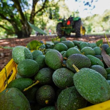 La exportación de aguacate michoacano representa una gran inversión pero también un daño al medio ambiente