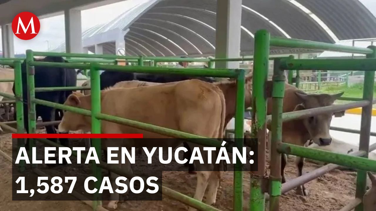 Gusano barrenador en Yucatán: Suman 1,587 casos y activan programa de supresión