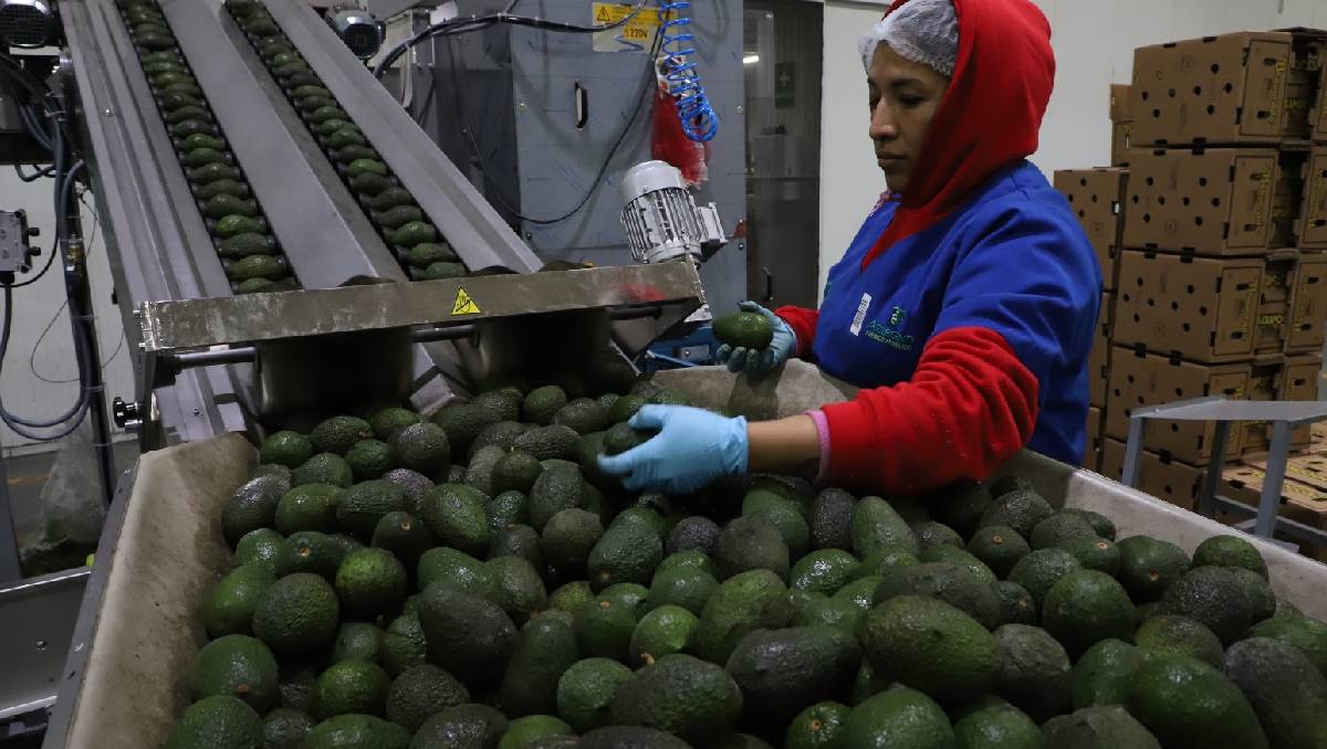 La producción en masa de aguacate afecta a los santuarios de la Monarca. En la imagen, una planta procesadora (Jesús Quintanar)