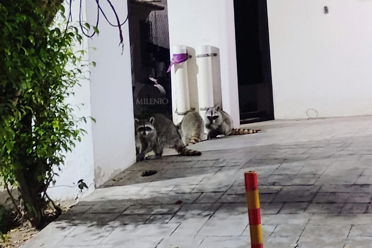 Mapaches en Tampico: en zona residencial los adoptan y dan de comer