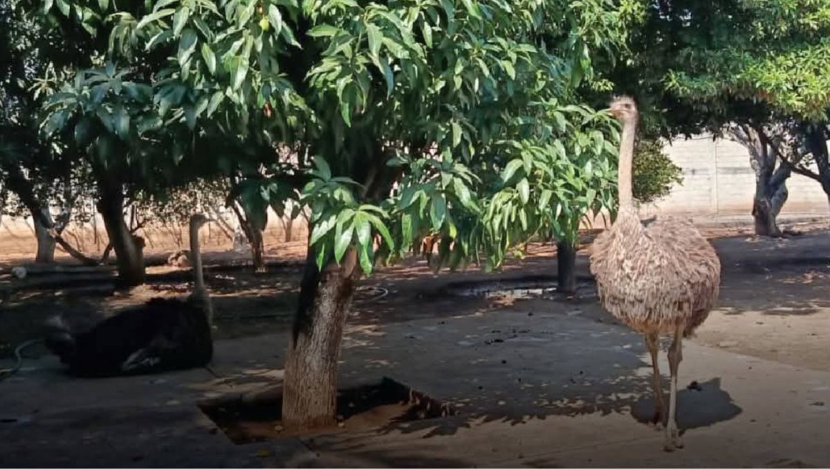 Profepa rescata a tres venados cola blanca y dos avestruces que vivían en un predio de Michoacán