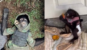 Diversas especies de primates son traficadas en el país.