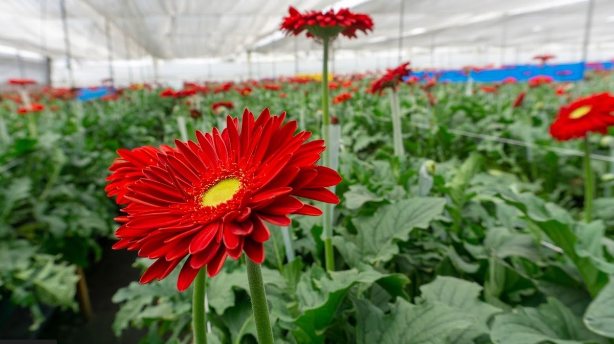 Aranceles se marchitan el 14 de febrero, exportación mexicana de flores no repunta ante impuestos