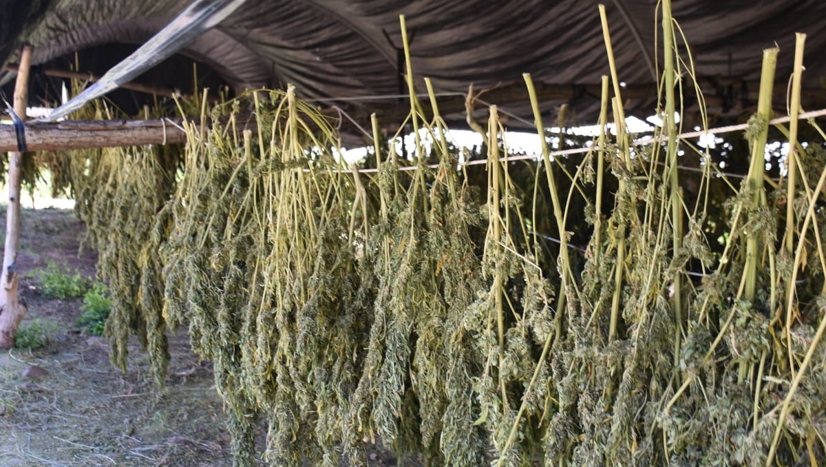 Destruyen 4.8 hectáreas de plantíos de mariguana en Michoacán