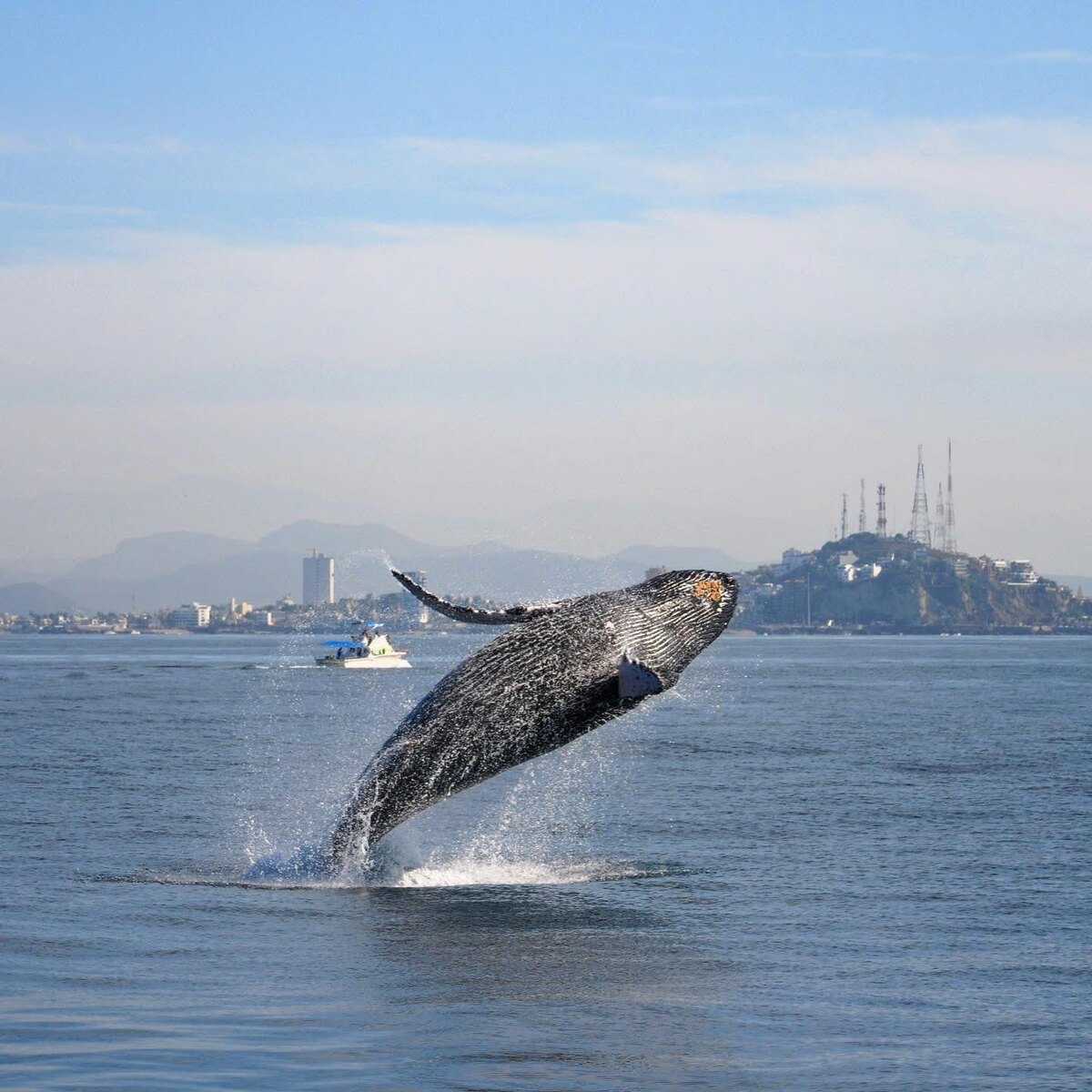 Ballenas en costas de Mazatlán |  VisitMazatlan