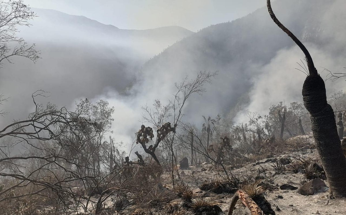 Hectáreas arrasadas por incendios en Tamaulipas 2025
