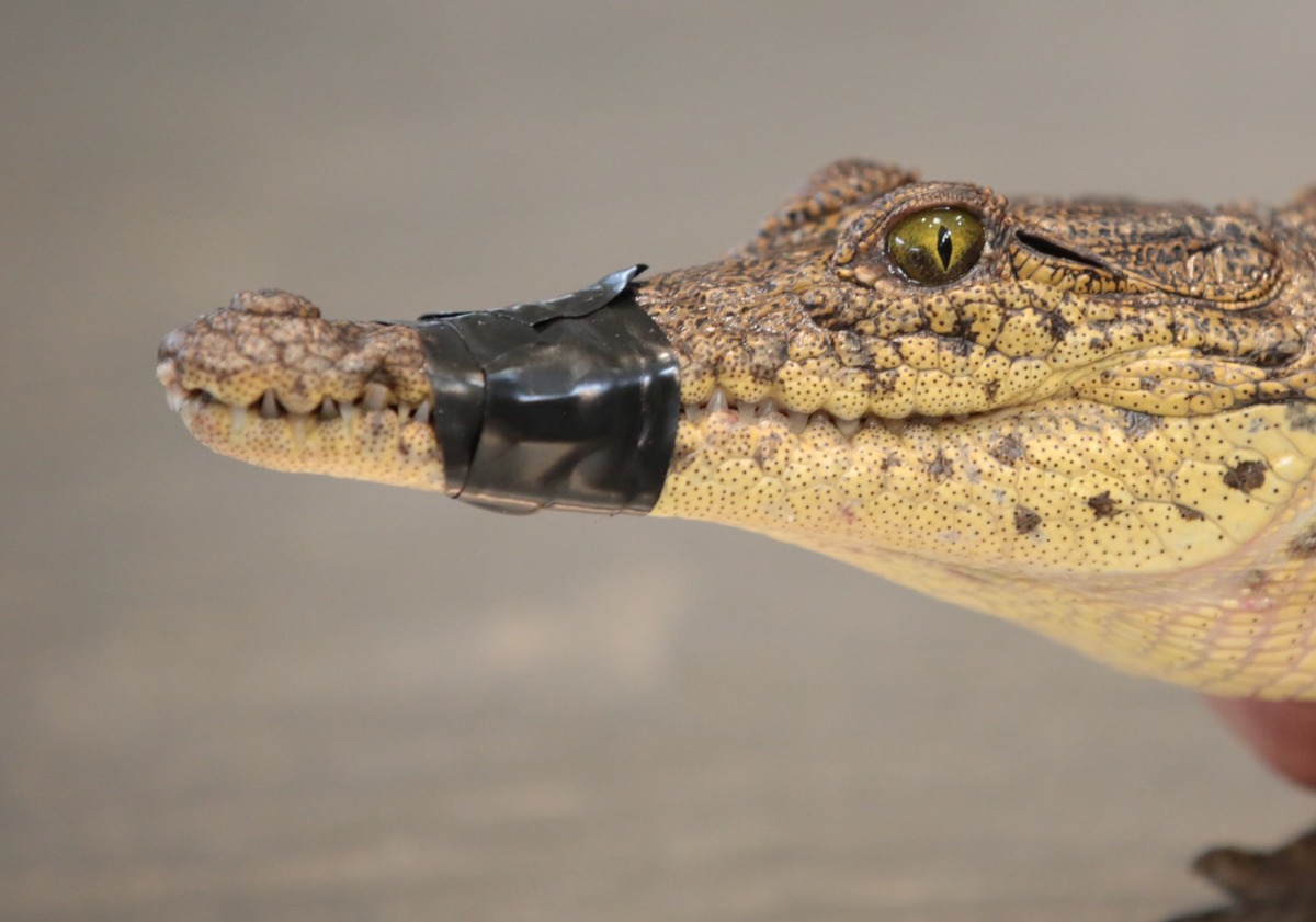 En Coahuila, capturan cocodrilo en presa Palo Blanco de Ramos Arizpe. | Especial