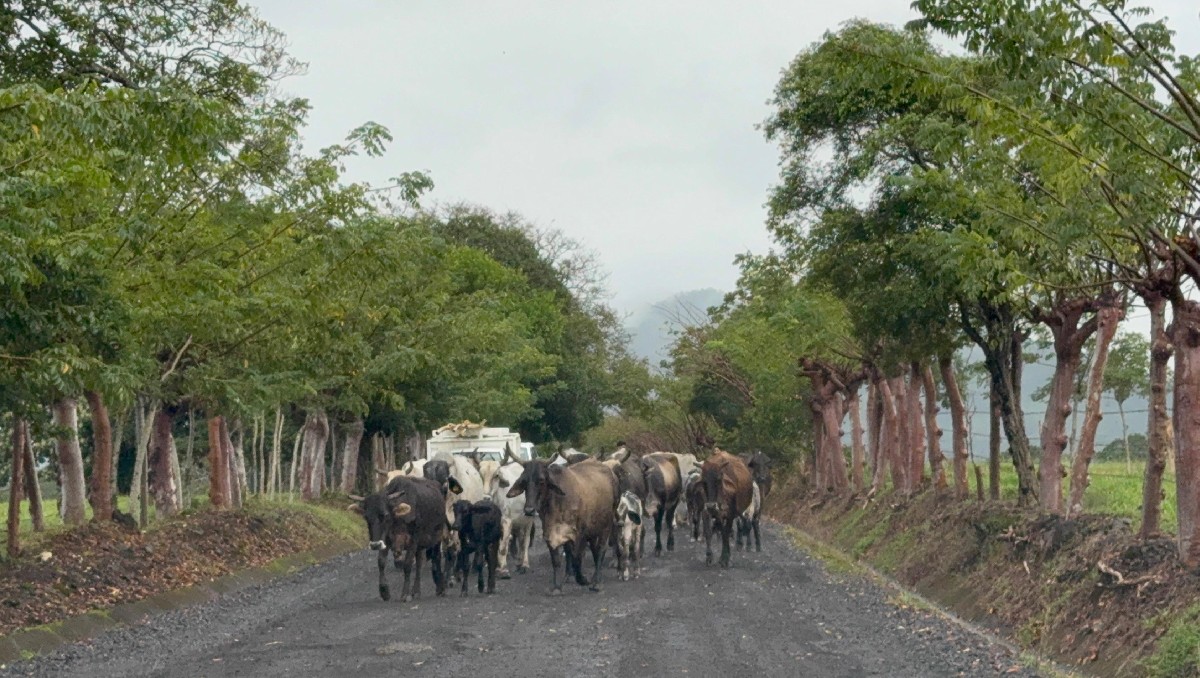La incursión de ganado, afecta al ecosistema de la zona. | Especial