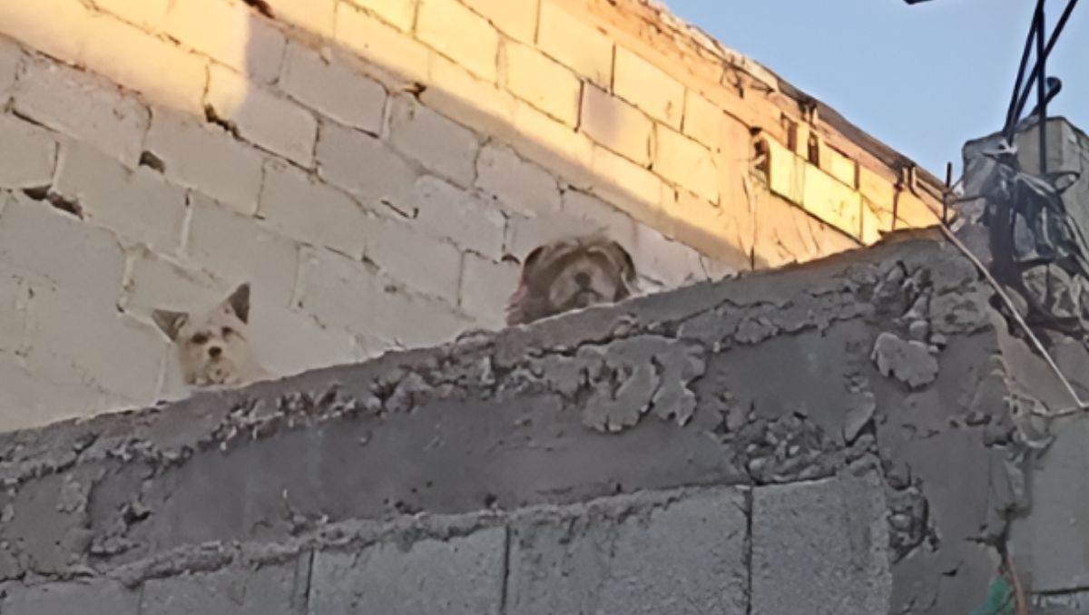 La casa donde se encuentran los canes se ubica en la calle Imbabura, entre Pastaza y Pichincha. | Especial