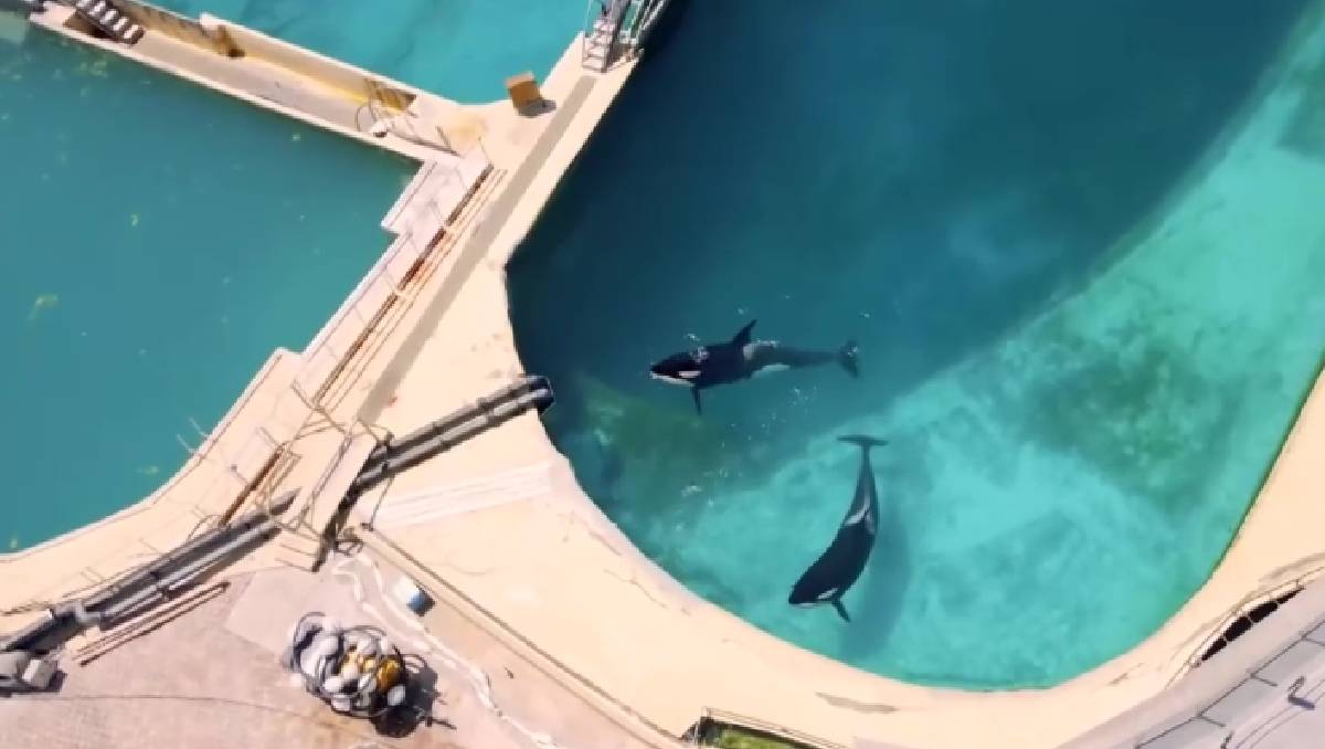 Wikie y Keijo se encuentran en total abandono en un acuario en Francia | ESPECIAL