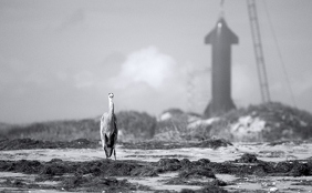 Shifting Baselines, documental de Julien Elie