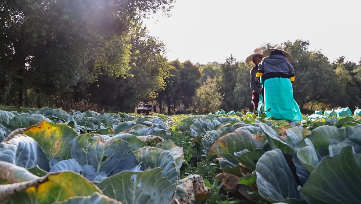 Campo, el sector económico que más puestos de trabajo pierde en Puebla | EsImagen