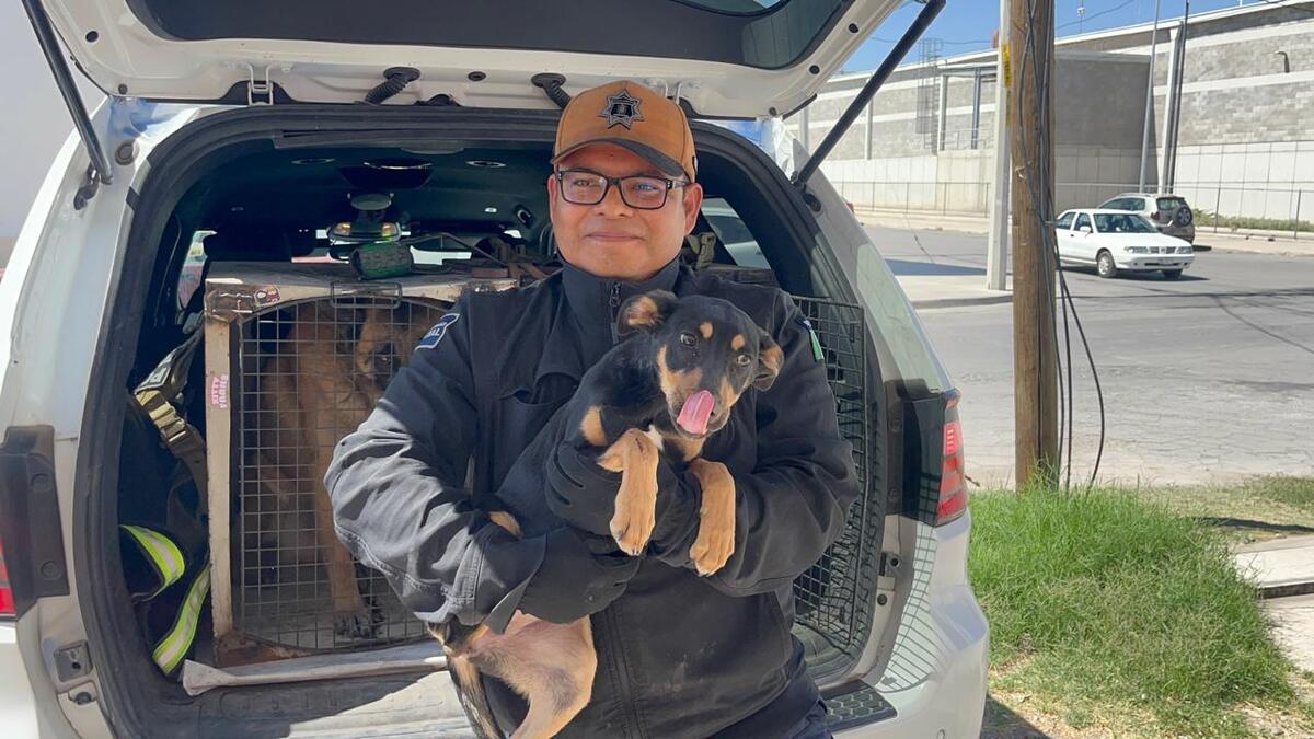 'Merlina' tiene nuevo dueño. | Especial