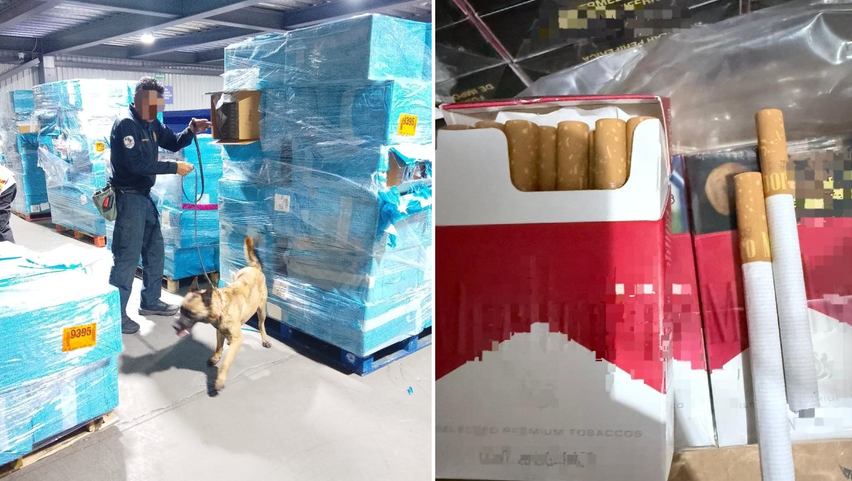 Con apoyo de binomios caninos, los cargamentos fueron interceptados antes de ingresar al mercado nacional. | Especial