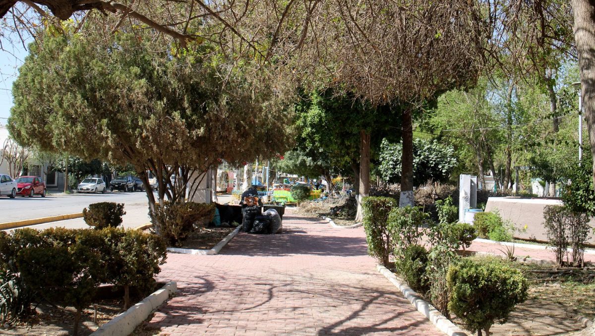 El director del Instituto Municipal de Planeación y Desarrollo Metropolitano dijo que los árboles del espacio público permanecerán. | Rolando Riestra