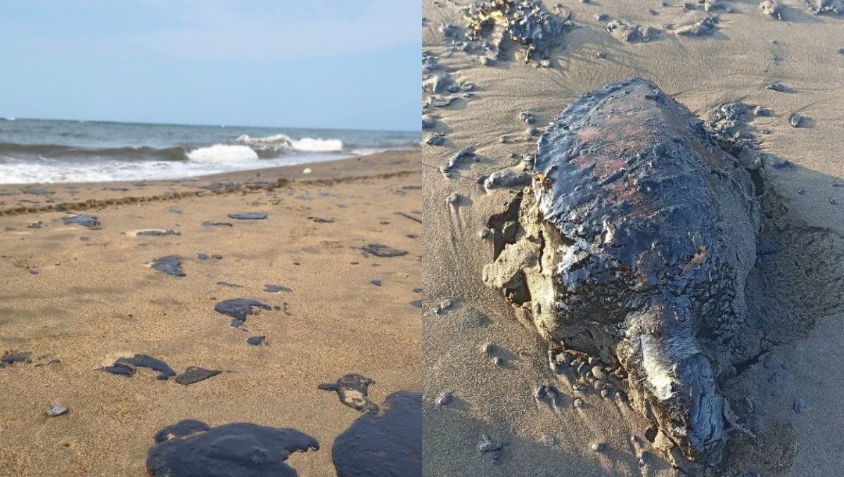 Playas de Veracruz y Tabasco son afectadas por derrame de hidrocarburo- Grupo Milenio