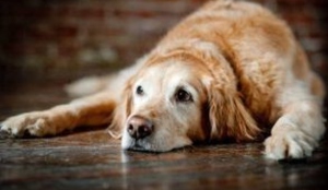 Estos son los síntomas que tienes que conocer para saber si tu perro está perdiendo la memoria