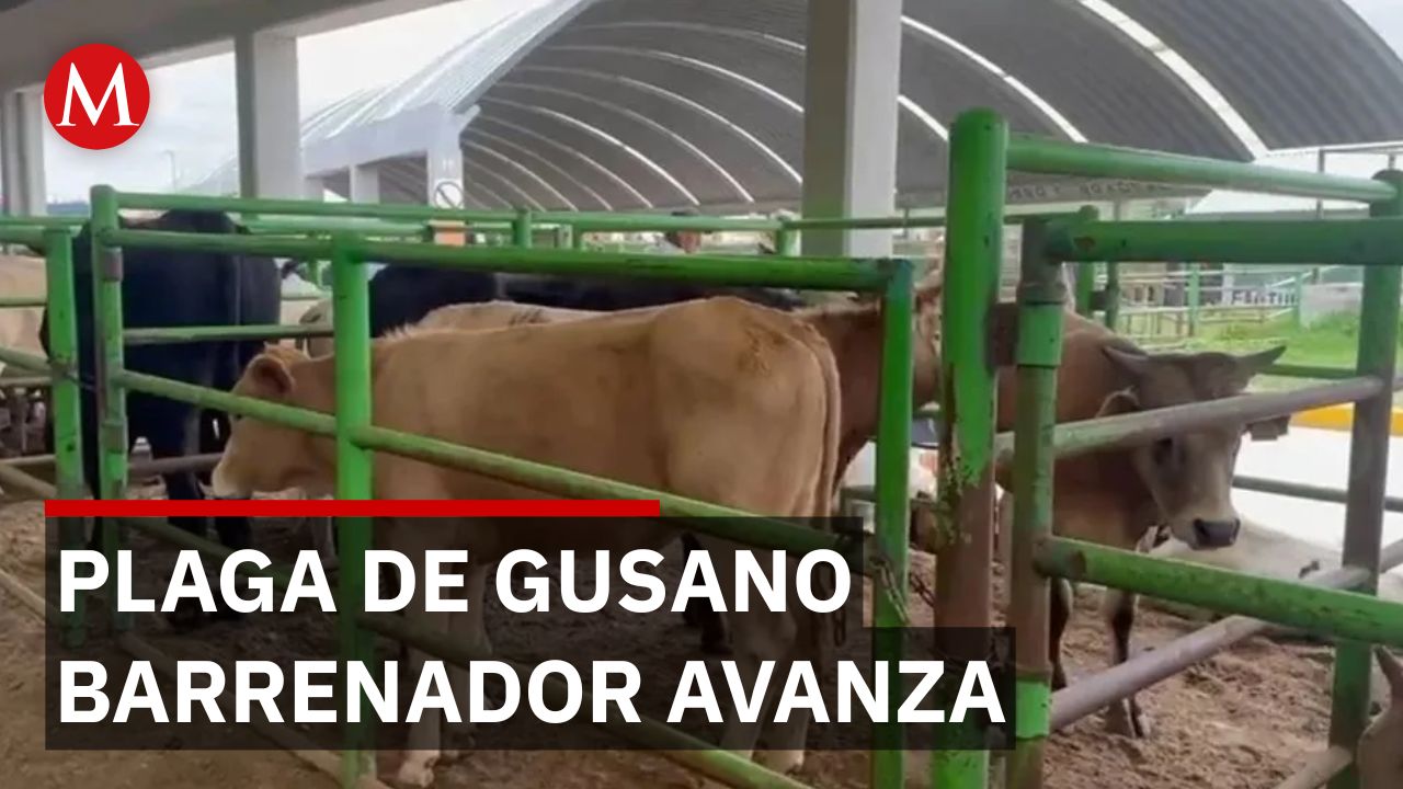 Confirman 16 casos de gusano barrenador en el ganado de Jalisco