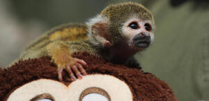 Punch, una cría de mono fraile rescatada del tráfico ilegal en Lima, lucha por recuperarse tras ser separada de su madre en la Amazonía peruana.