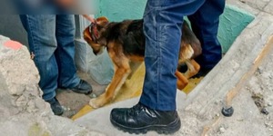 Una mujer entregó voluntariamente a los tres perros