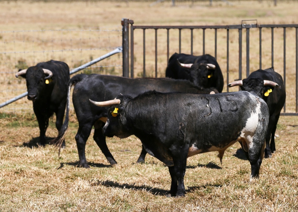 La tauromaquia sostiene muchos empleos en zonas rurales, debido a que solo una ganadería da un ingreso de 25 a 30 familias. | Foto: Araceli López