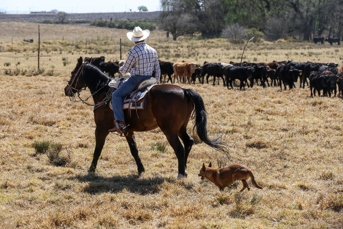 La tauromaquia sostiene muchos empleos en zonas rurales, debido a que solo una ganadería da un ingreso de 25 a 30 familias. | Foto: Araceli López