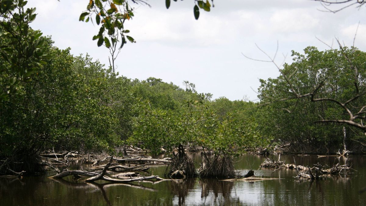 Pantanos de Centla es considerado el sistema de humedales más grande de Norteamérica y refugio de numerosas especies de flora y fauna. | Cuartoscuro.