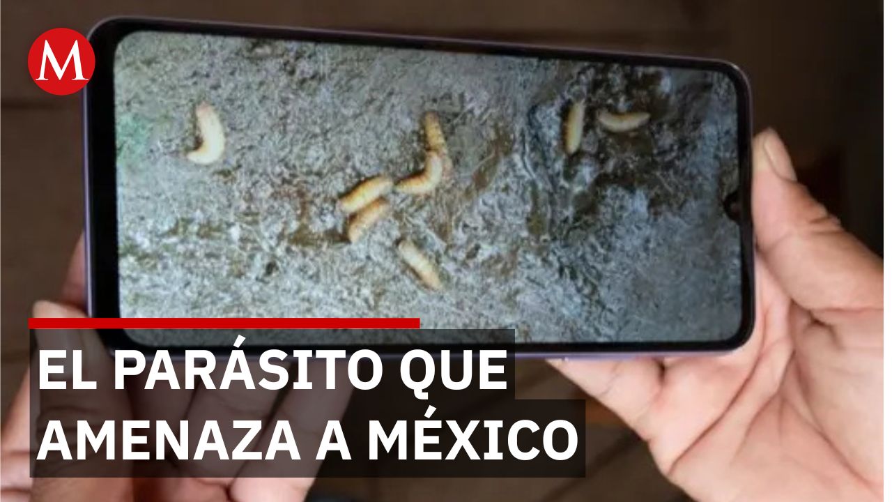 Confirman 6 casos activos de miasis por gusano barrenador en humanos en México