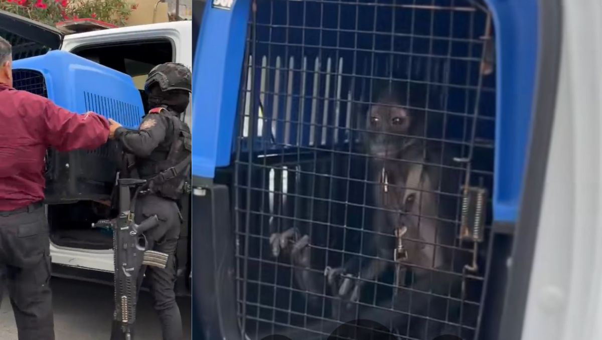 El mono araña fue puesto bajo resguardo. Especial
