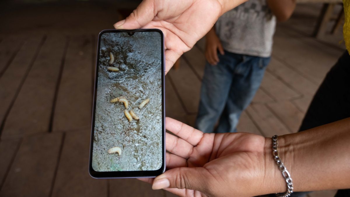 La mosca del gusano barrenador deposita sus huevos en heridas abiertas, donde las larvas se alimentan del tejido. | Imagen ilustrativa. Cuartoscuro.