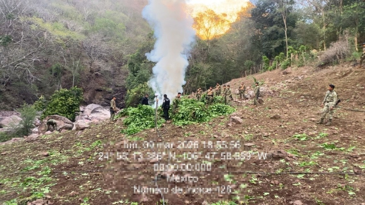 El plantío estaba localizado en inmediaciones de Chapotán, municipio de Tamazula.