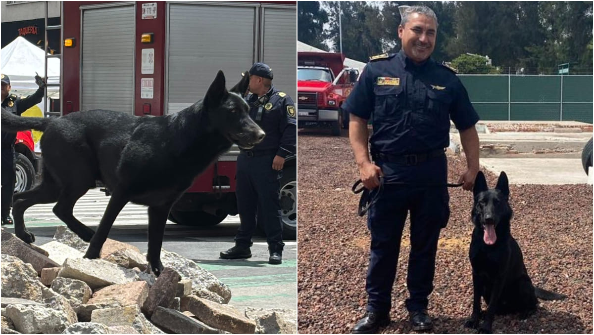 Togo forma parte del Heroico Cuerpo de Bomberos de la Ciudad de México | @Bomberos_CDMX