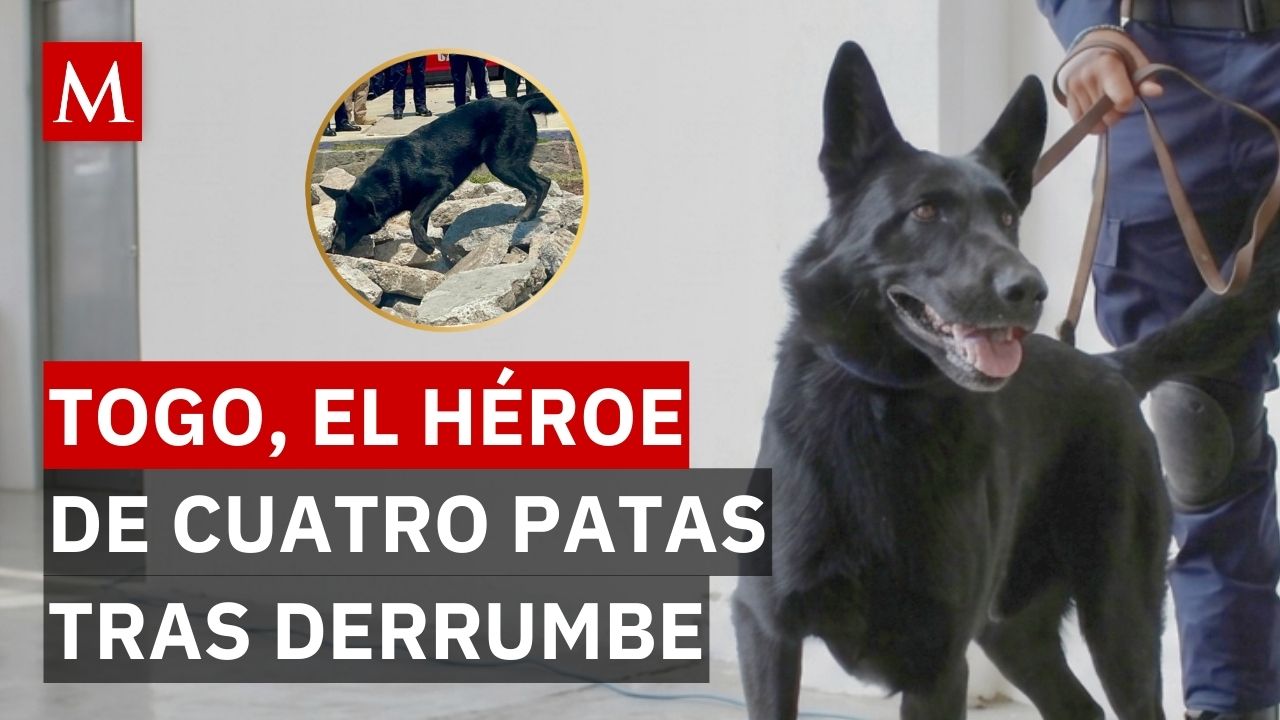 Togo, el perrito rescatista que ayudó tras el derrumbe en San Antonio Abad