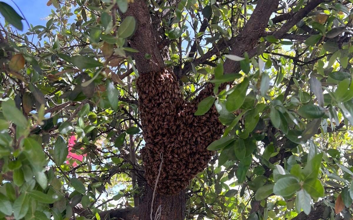 Aumentan avistamientos de abejas en Torreón. | Foto: Especial