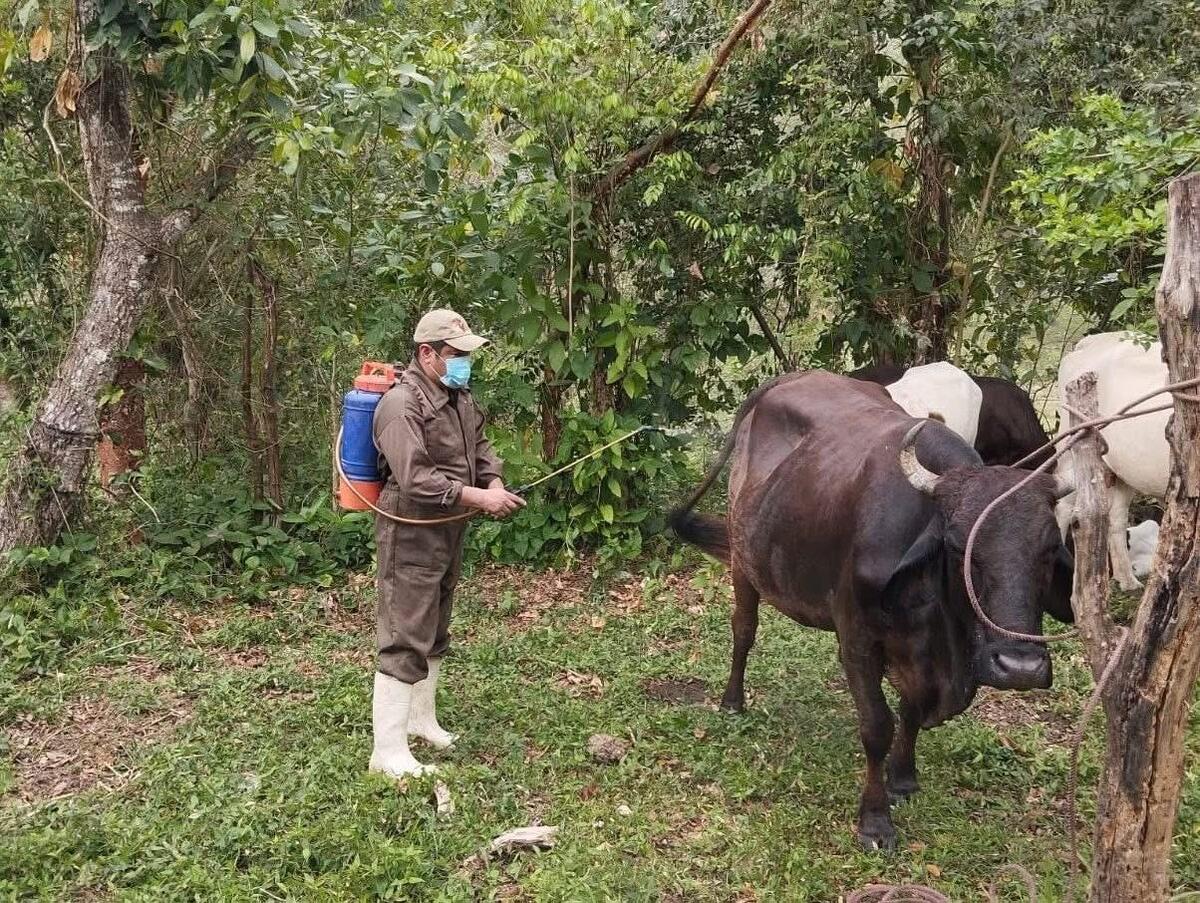 Autoridades municipales reforzaron acciones de sanidad animal para evitar la propagación de la plaga.