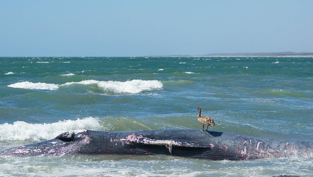 La ballena murió tras ser golpeada contras las rocas en la playa de Sinaloa. Foto: (Munba)