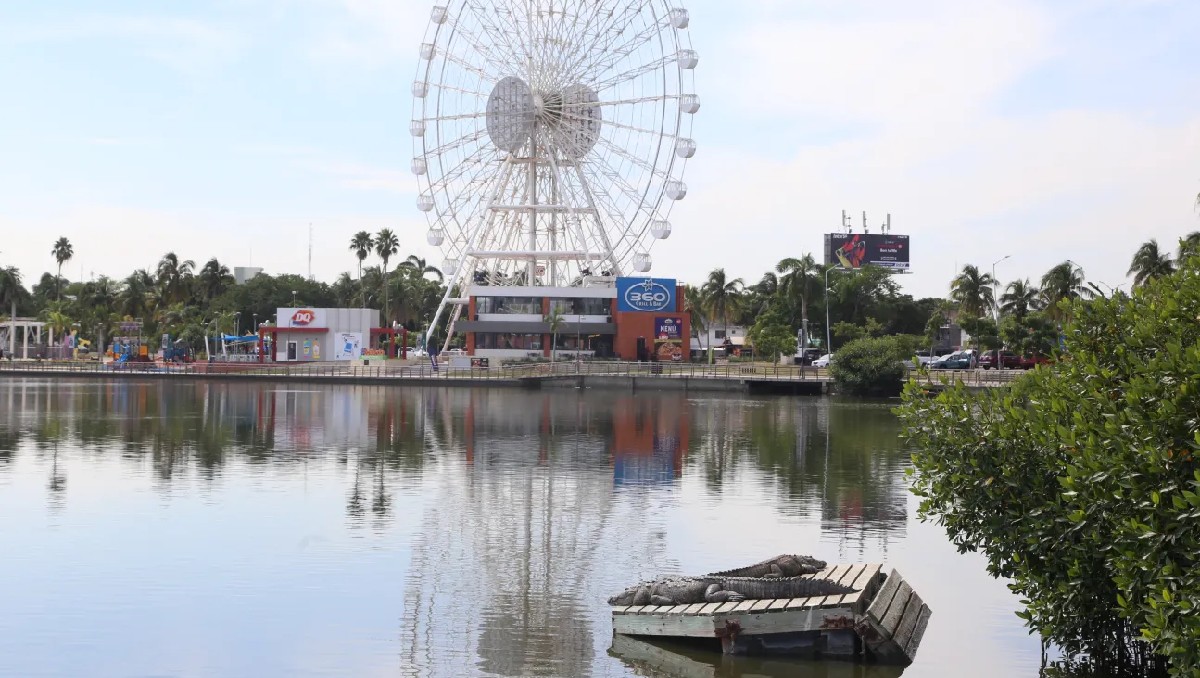 Cocodrilo en la laguna del Carpintero de Tampico. (Yazmín Sánchez)