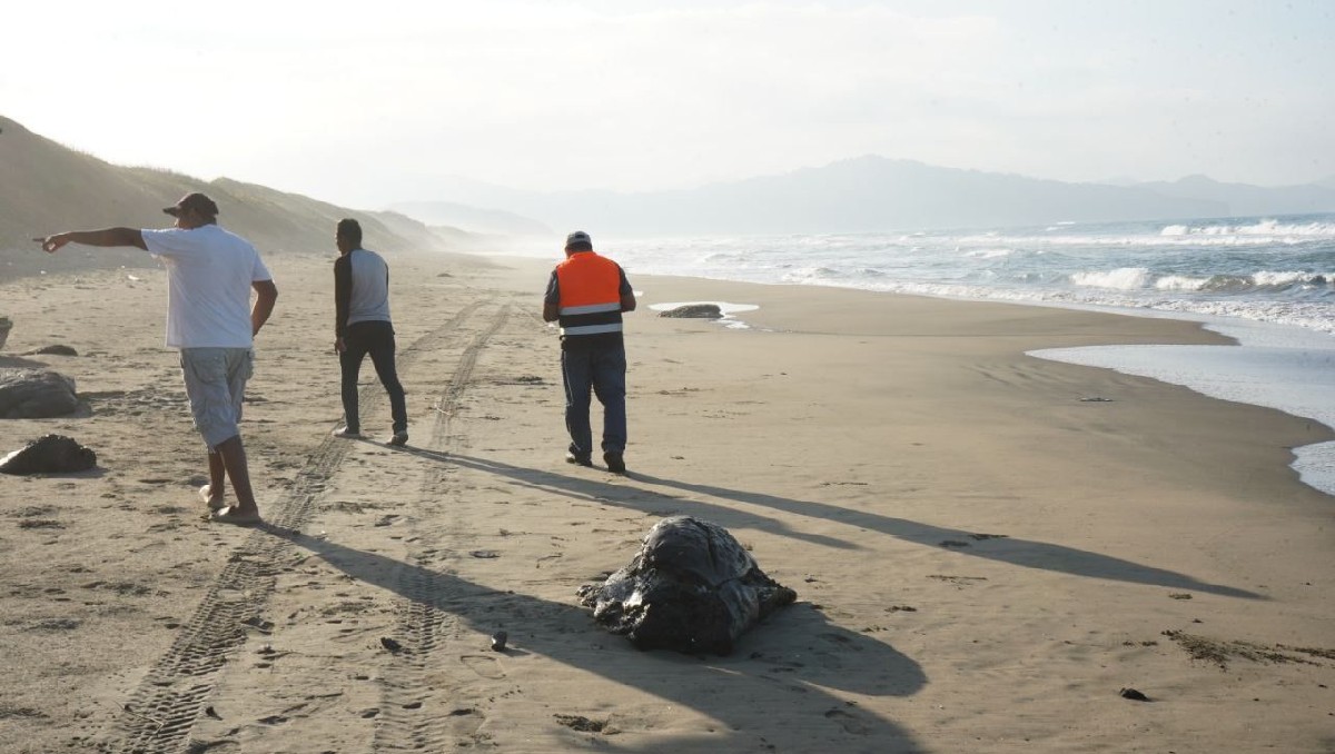 Las autoridades ya trabajan en la limpieza del crudo.| Especial