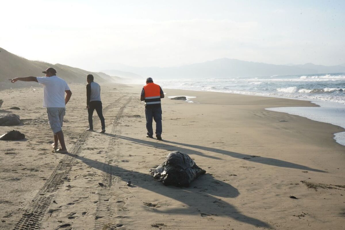 Mancha de hidrocarburo llega a Veracruz. | Foto: Especial