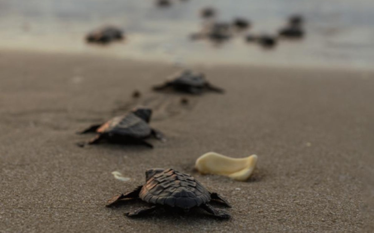 Realizaran en las zonas costeras más visitadas por turistas para proteger a las tortugas marinas.| Especial
