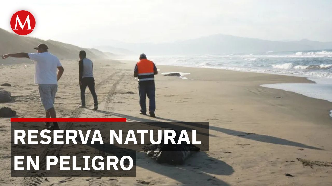 Reportan tortugas muertas por mancha de combustible en Catemaco, Veracruz